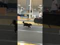 The Floor is Lava