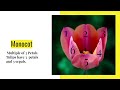 Tulip Flower Quiz