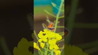 A flash of fiery orange in the sun ,the Small Copper butterfly, tiny but full of charm.#butterfly