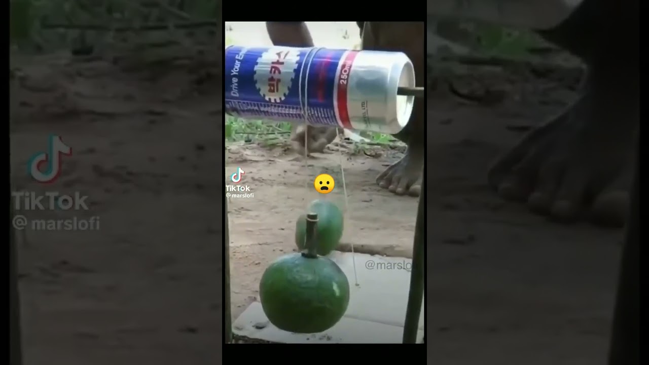 paloma cae a los backrooms