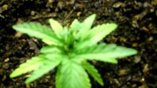 indoor growing with cfls