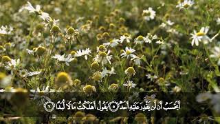 تلاوة من سورة البلد من المصحف المرتل بصوت الشيخ د. محمد حسان