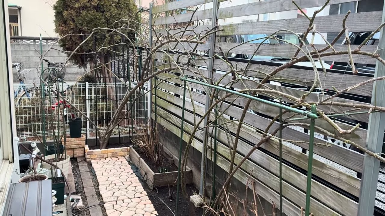 2026年2月19日-後院的龍沙寶石、弗蘿侖蒂娜、歡笑格魯吉亞三個藤本玫瑰的休剪完紀錄，這次有降低高度了！