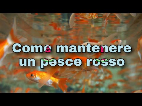 Video: Come Prendersi Cura Di Un Pesce Rosso?