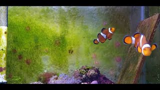 Baby clownfish have hatched
Hi guys on this video well be checking out all the newly hatched clownfish. Baby clownfish have hatched