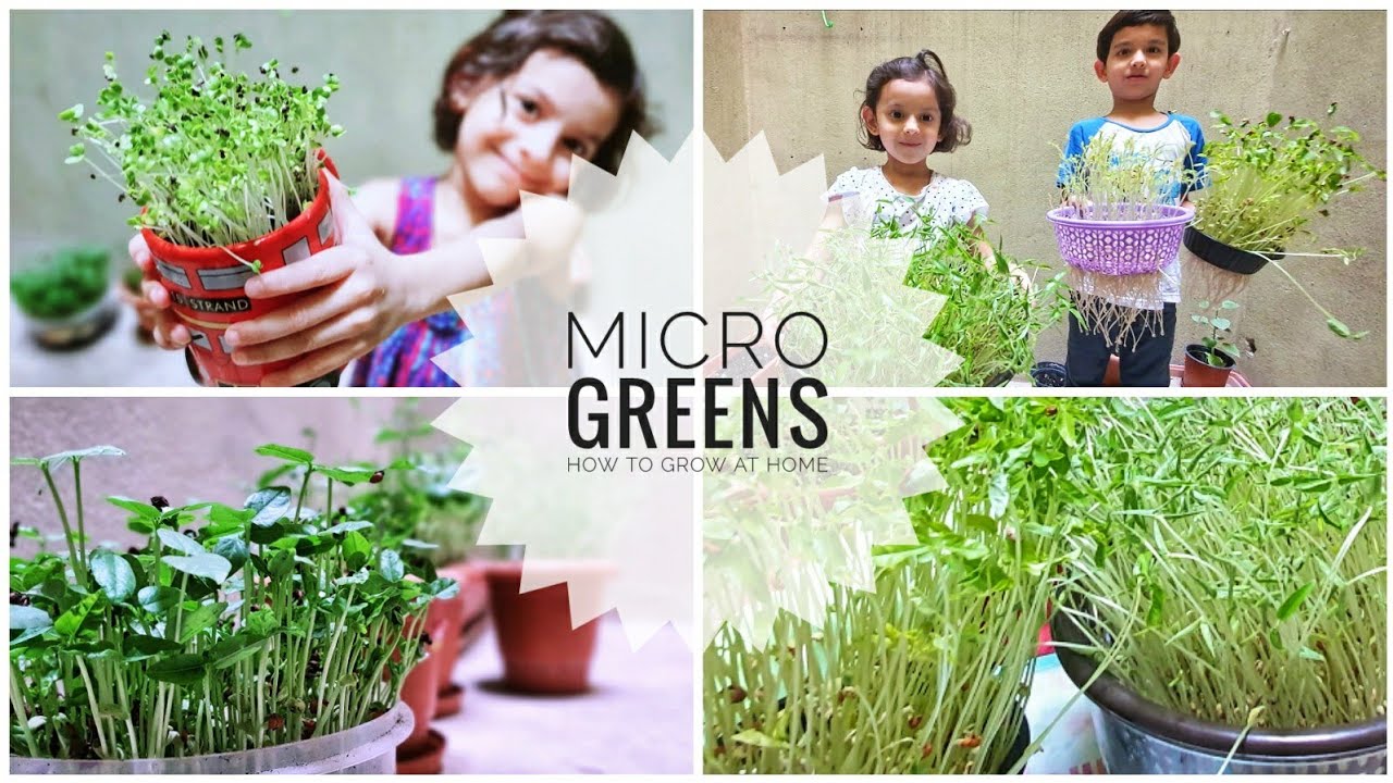 Is it easy to grow micro greens?������ - YouTube