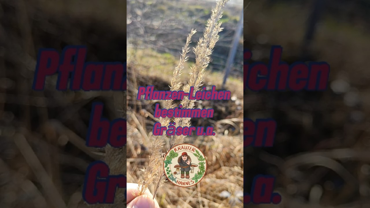 Pflanzen-Leichen bestimmen - Gräser, Disteln u.a. 