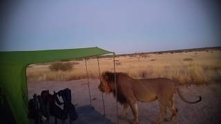 Big male lion chews campers' tent