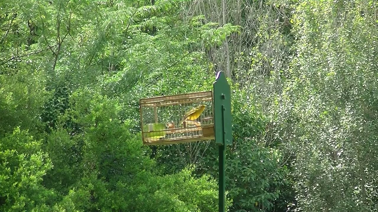 Participo en amarillo sin cierre Copa Federacion Monte Grande 23-02-25 15