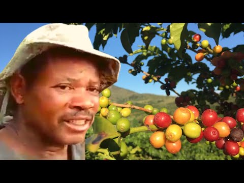 VALDIVINO NA COLHEITA DE CAFÉ