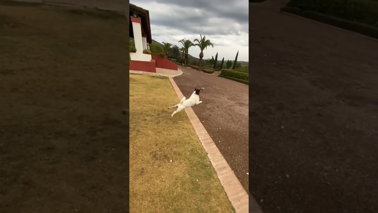 tHE FLYING DOG INCDRIDIBLE CATCHING THE BALL! 