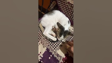 Press three buttons if you would save your dog from a fire