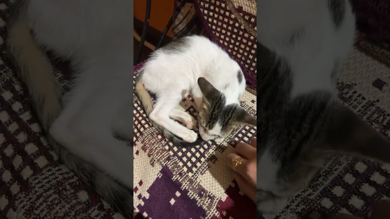 Press three buttons if you would save your dog from a fire