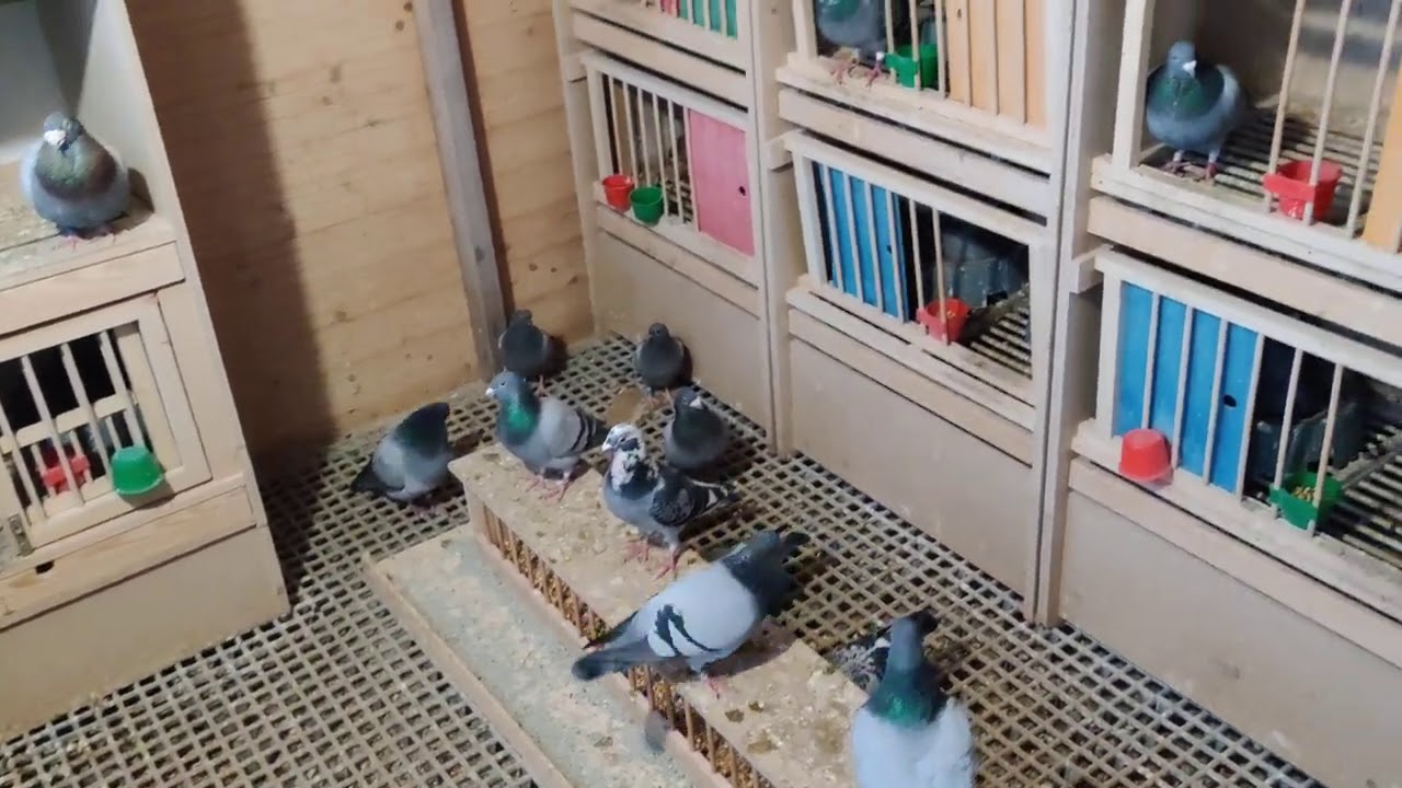 Cum e mai bine sa reproduci: Iarna sau primăvara?