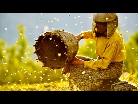 ヨーロッパ最後の養蜂家と北マケドニアの大自然、驚くべき共生／映画『ハニーランド 永遠の谷』本編映像