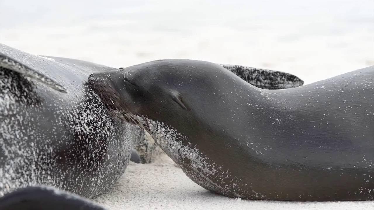 Importance of Zoos and Aquariums in Today's World YouTube