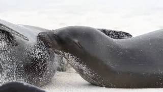 Importance of Zoos and Aquariums in Today's World