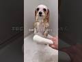 そあちんを丸洗いしました。#shorts #犬 #犬のいる暮らし #面白い犬 #マルプー