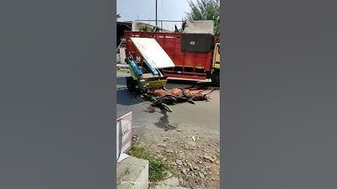 kuda mati ditabrak kasihan banget