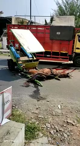 kuda mati ditabrak kasihan banget