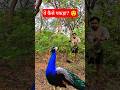 घने जंगल में मोर पकड़ने का LIVE Moment 🦚 | Rare Peacock Catching | Wildlife Viral Video #birds #yt