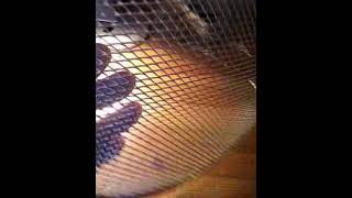 сетки для пиццы, пирогов, выпечки AlexBrand AB