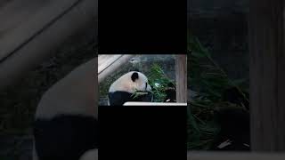 渝可兄妹抢美味竹子，场面简直太滑稽#国宝#大熊猫#饲养员#熊猫生活#shorts