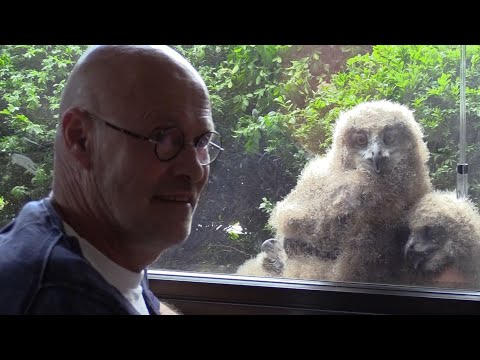 Man shares apartment with family of huge owls | Vroege Vogels