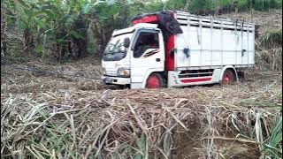 Truk tebu gak kuat nanjak