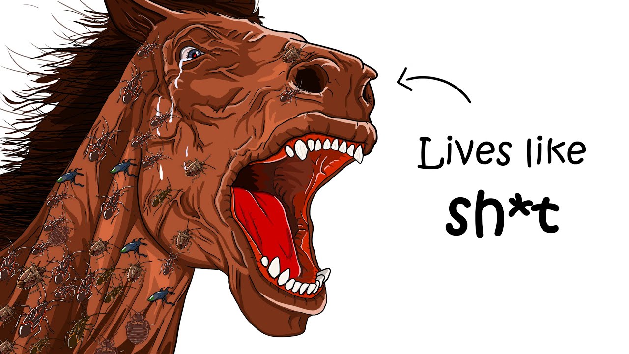 Почему ужасно родиться дикой лошадью