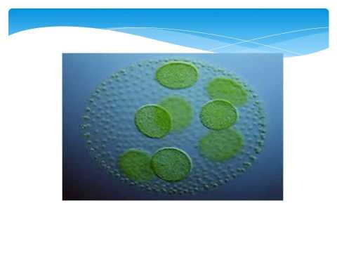 MOST COMMON TYPES OF ALGAE