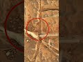 Mars Weekly Drop &mdash; This One's Special | Mars 4k Video | Mars In 4k | Mars #shorts