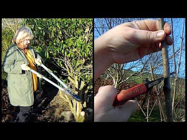 Easy Sambucus / Elder Pruning - Annual Prune & Rejuvenating Pruning -  Youtube