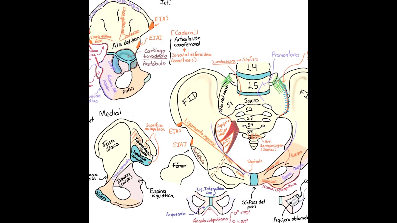 Anatomía: Pelvis ósea