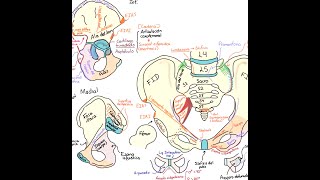 Anatomy: Bony pelvis