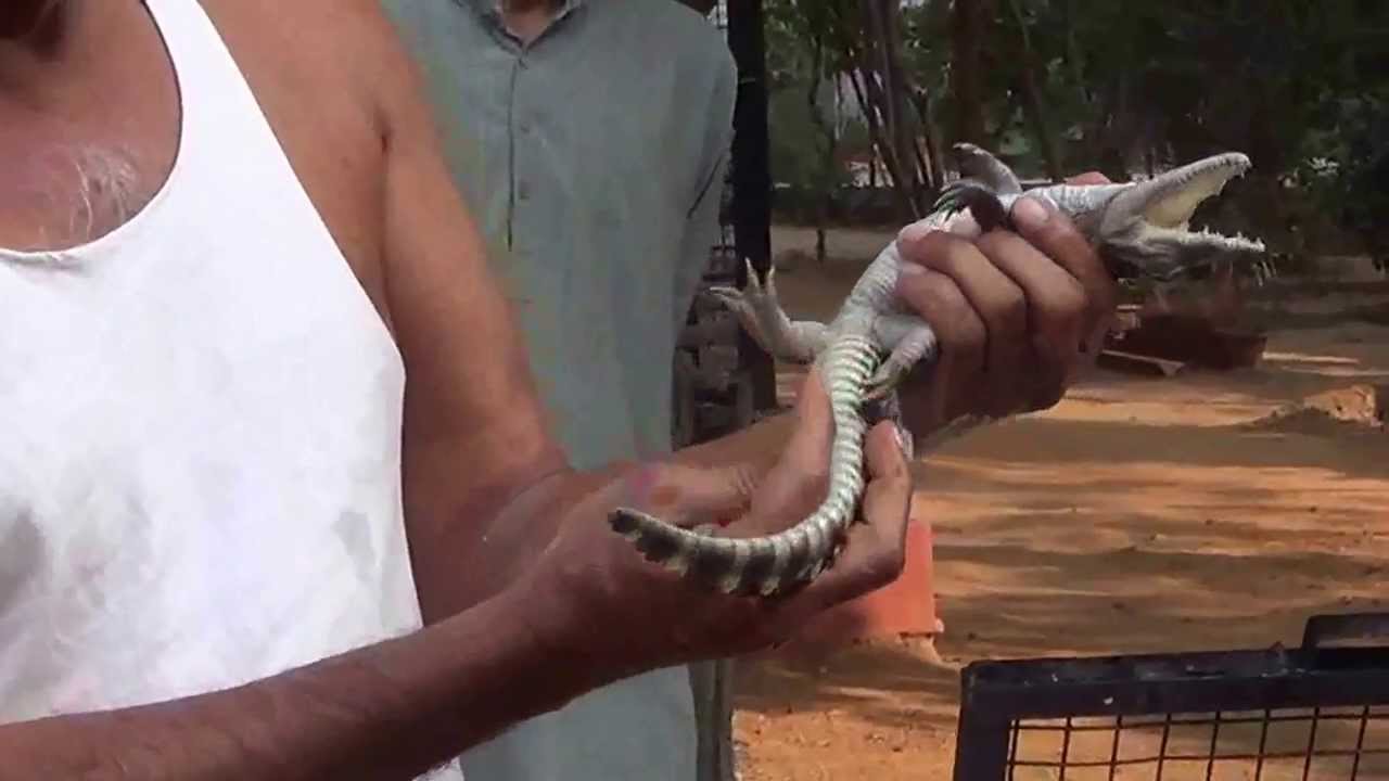 Dr. Prakash Amte showing, Why crocodiles are being killed????