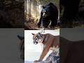 The Most Powerful Animal in North America