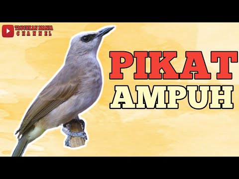 TRUCUKAN GACOR EMOSI BUNYI PANCINGAN MASTERAN TERBAIK TRUCUK CEPAT EMOSI RAJIN BUNYI ROPEL PANJANG