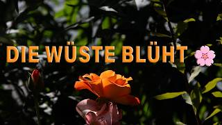 Blühen mitten in der Wüste 🌸
