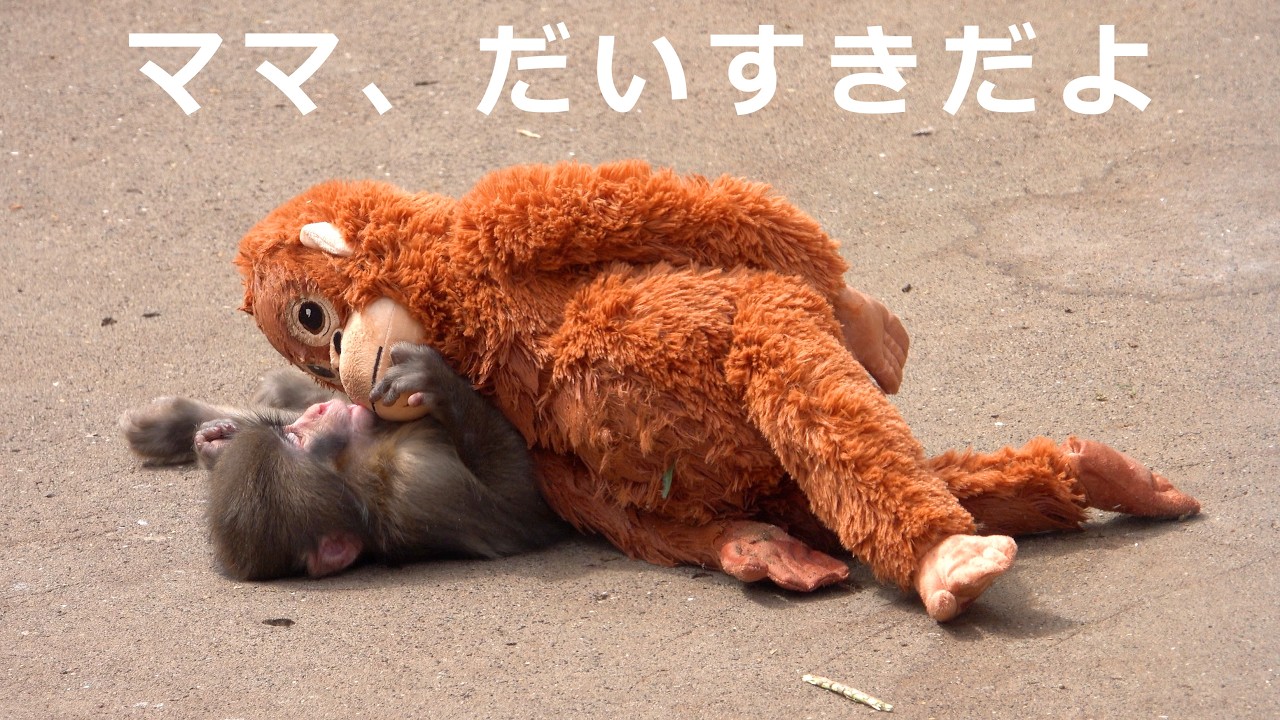 ブルーの大きめぬいぐるみと小ぬいぐるみセット maxresdefault.jpg