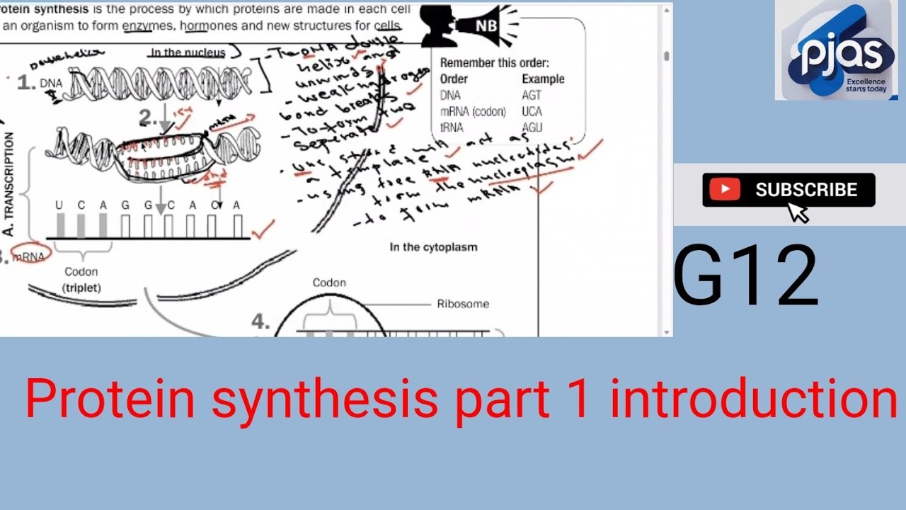 PROTEIN SYNTHESIS G12 INTRODUCTION PART 1 🧬🧬🧬 - YouTube