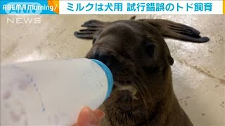 全国初！トドの人工哺育にチャレンジ　大分の水族館(2021年9月3日)