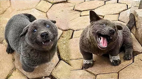 Qual è l'animale domestico più diffuso al mondo?