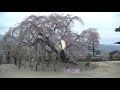 一本桜　2019　山梨県・長野県