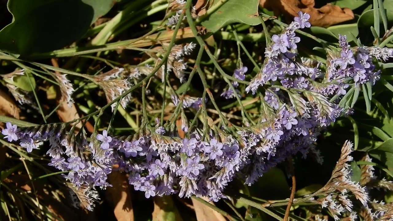 20240807 2 Slikken St  Annapolder Lamsoor