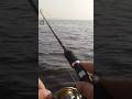 Це вже жор якийсь Рибалка на судака Джиг #fishing #риболовлякиїв #bestfishing #shortvideo #джиг