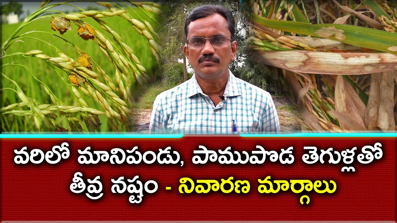 వరిలో ఉధృతంగా మానిపండు, పాముపొడ తెగుళ్లు - నివారణ|| Controlling false smut in rice || Karshaka Mitra
