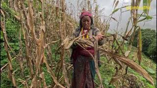 Remote Himalayan home's quiet monsoon day || lajimbudha ||