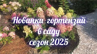 видео: Новинки гортензий в саду сезон 2025 картинка: Новинки гортензий в саду сезон 2025