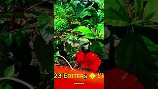 *Flower ❌ Colour grading ✨.!!#123editerslife #flower #colourgrading #trendingshorts #youtube #edit